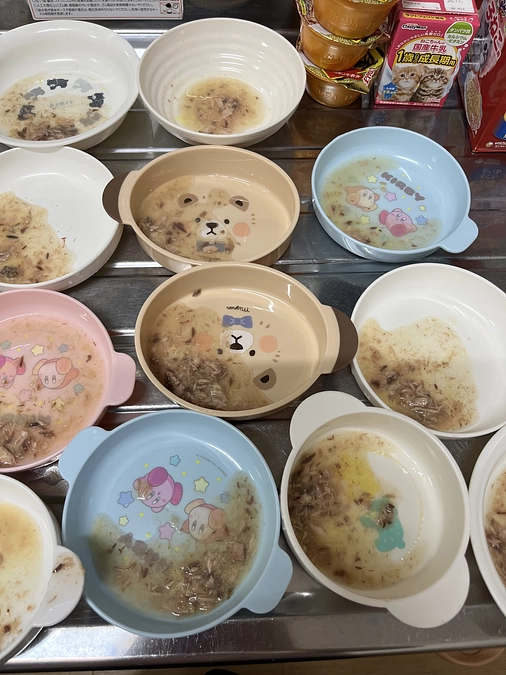 【活動報告】3匹のメス猫が同時出産したという現場へ