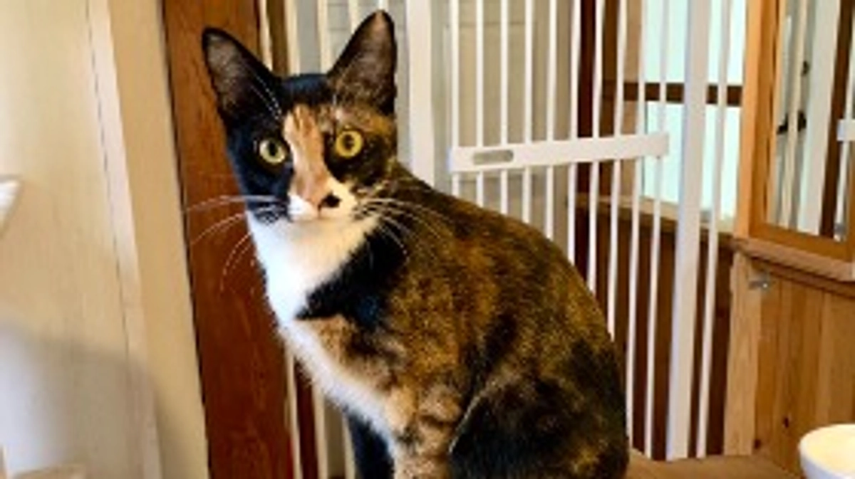 カペラが正式譲渡になりました！