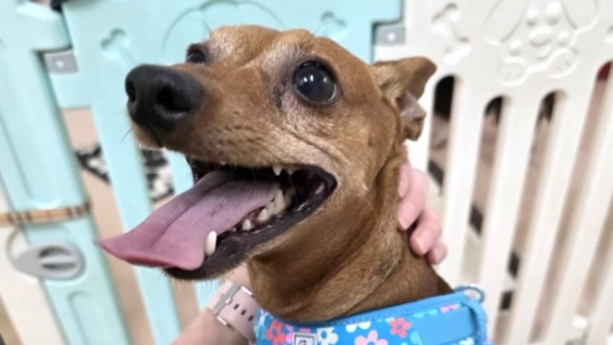 第一目標達成まで90％超えました！ありがとうございます！！名前決まりました！