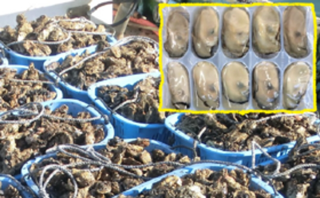 ＜ご来店が難しい方向け＞カキ養殖発祥の地の新鮮牡蠣をお届け