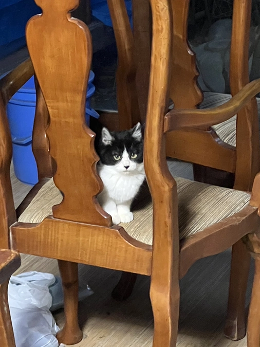 ねこさま王国代表　中山より皆さまへ