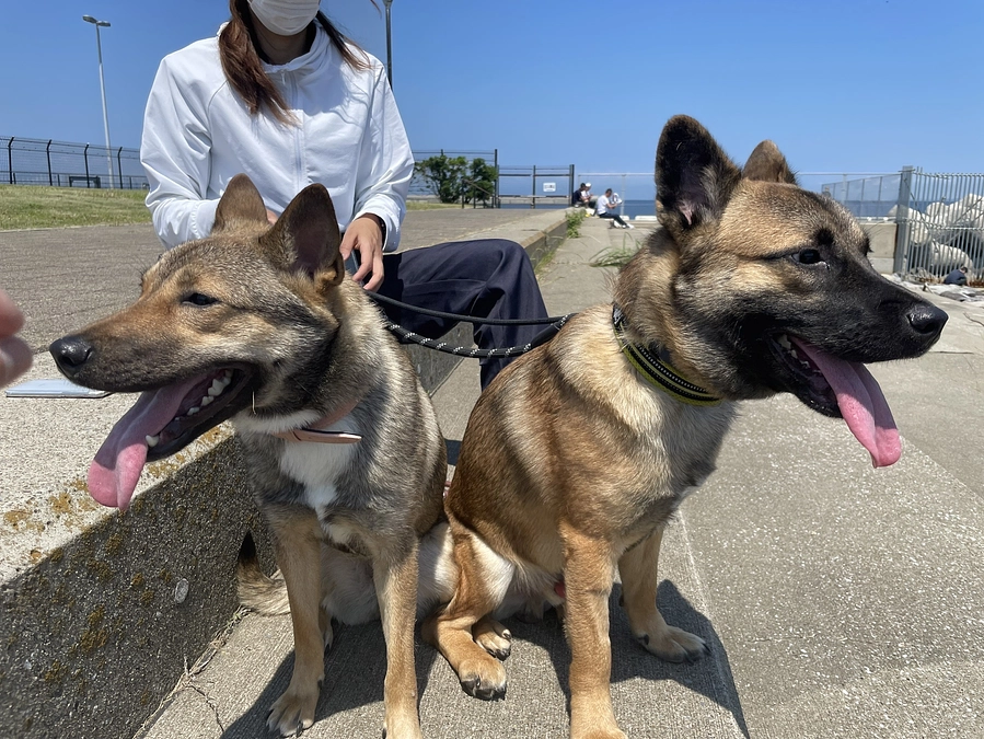 4/5,6の譲渡会へのお礼と、譲渡活動への想い