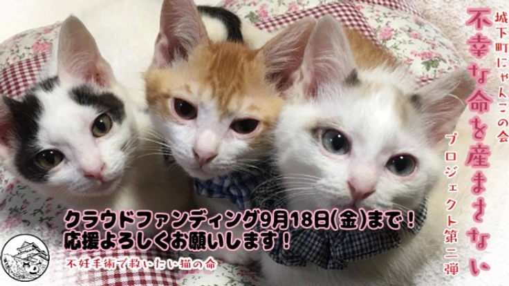 不幸な命を産まさない　不妊手術で救いたい猫の命　【第二弾】