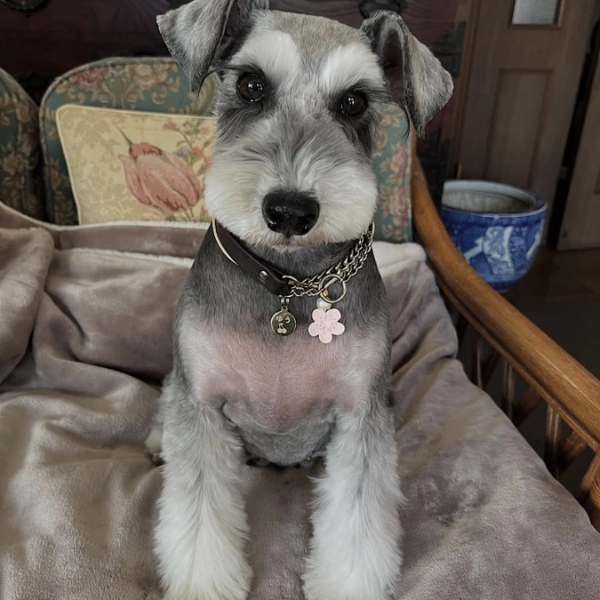 里親さまからのメッセージ　ゆうのご家族より