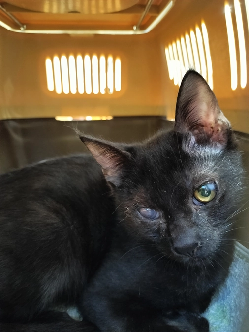 脳性マヒの『らんまるくん』