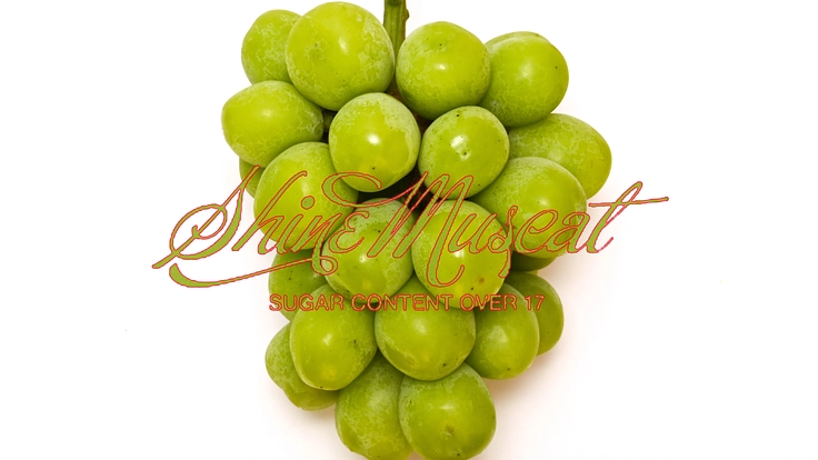 新潟県の園芸作物をアパレルを使って皆で宣伝しよう!