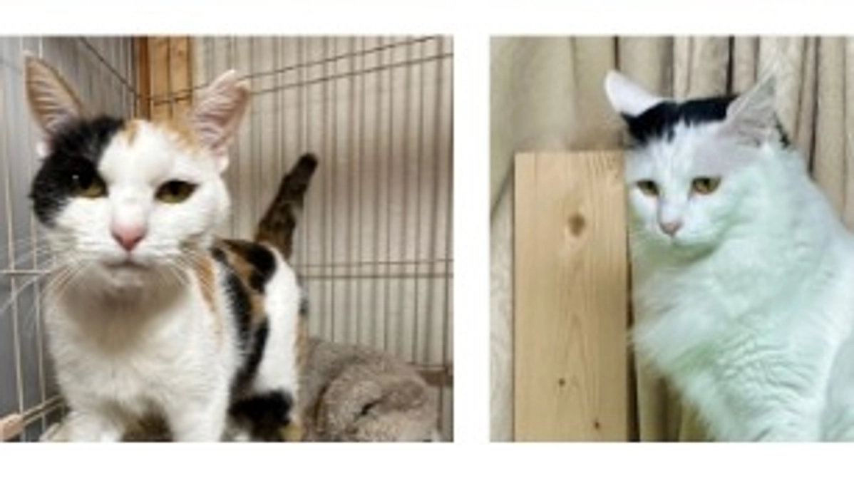 ボランティアさんの声～“人にも動物にも優しい世界になりますように”