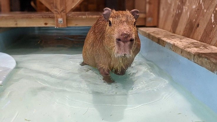 動物と人、双方の幸せを。動物カフェアニミルで真のふれあいを。