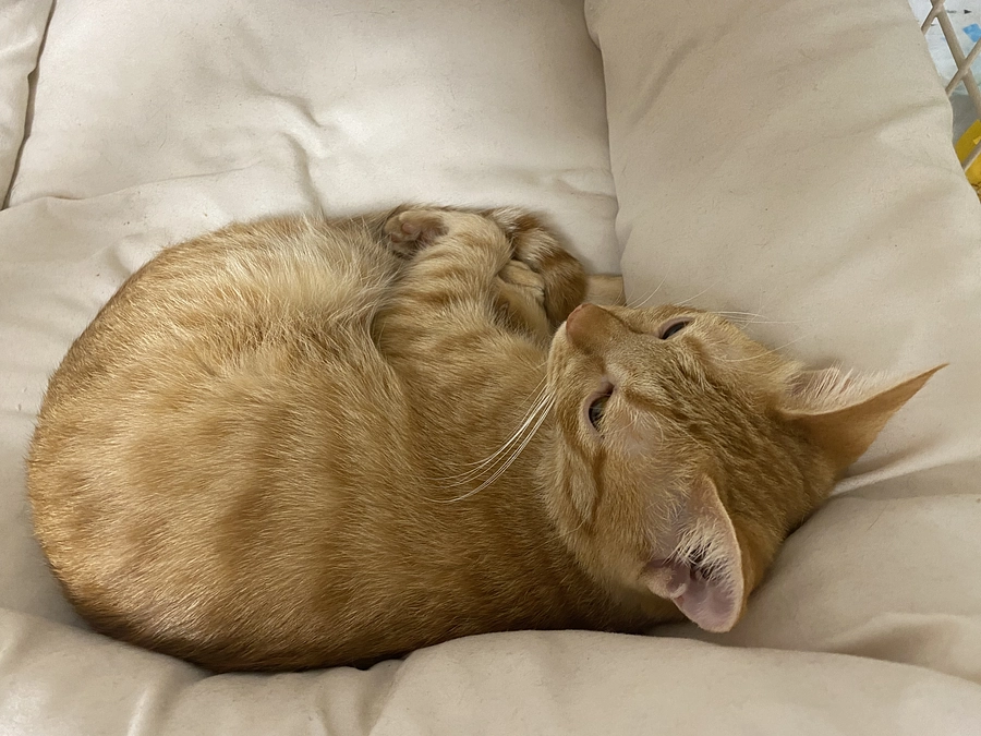 今日のモカ（投薬81日目）🐱⭐️