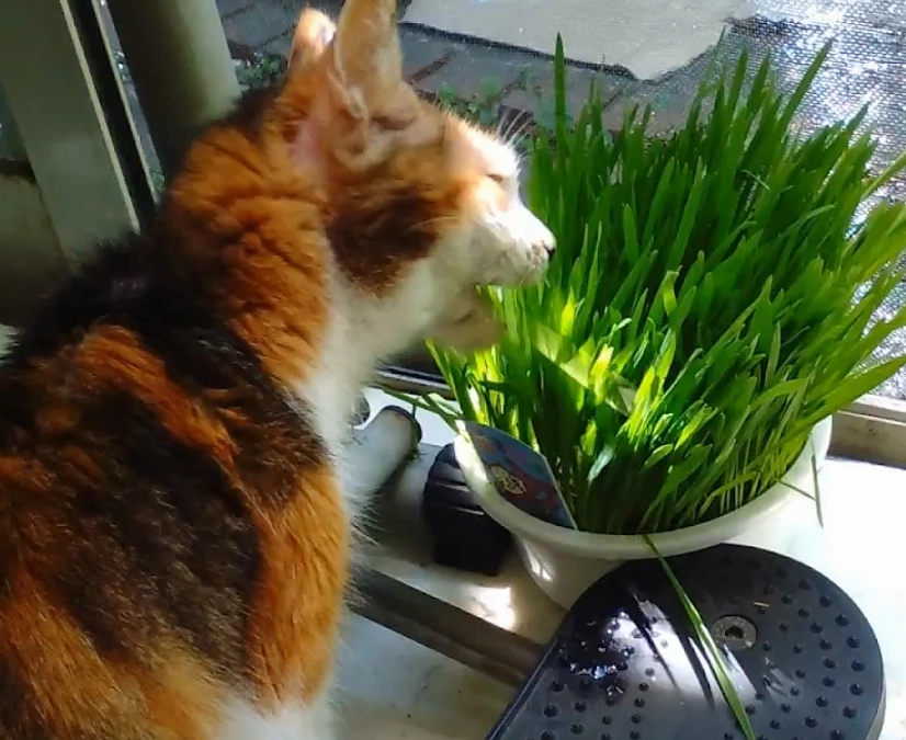 保護猫のサラダバー