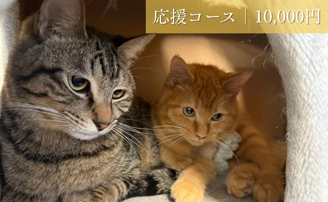 応援コース│10,000円