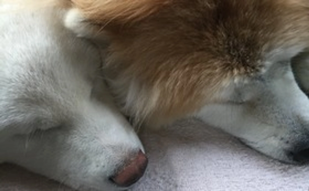 お気持ちコース