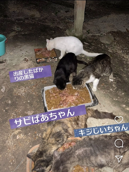 NEXTゴール挑戦中‼️助けたい生命があります🙇‍♀️