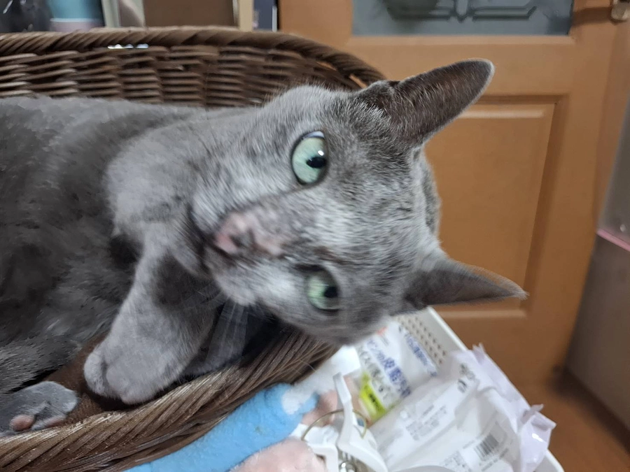 ステラとミシェルについて