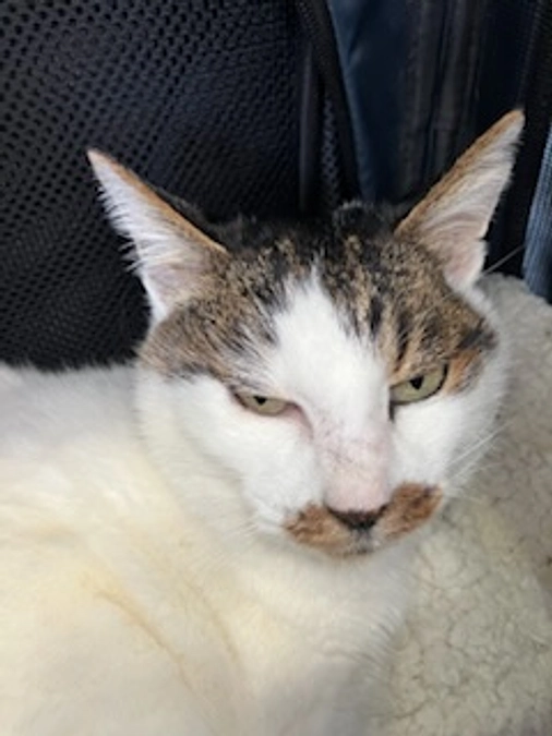 栄養管理と免疫