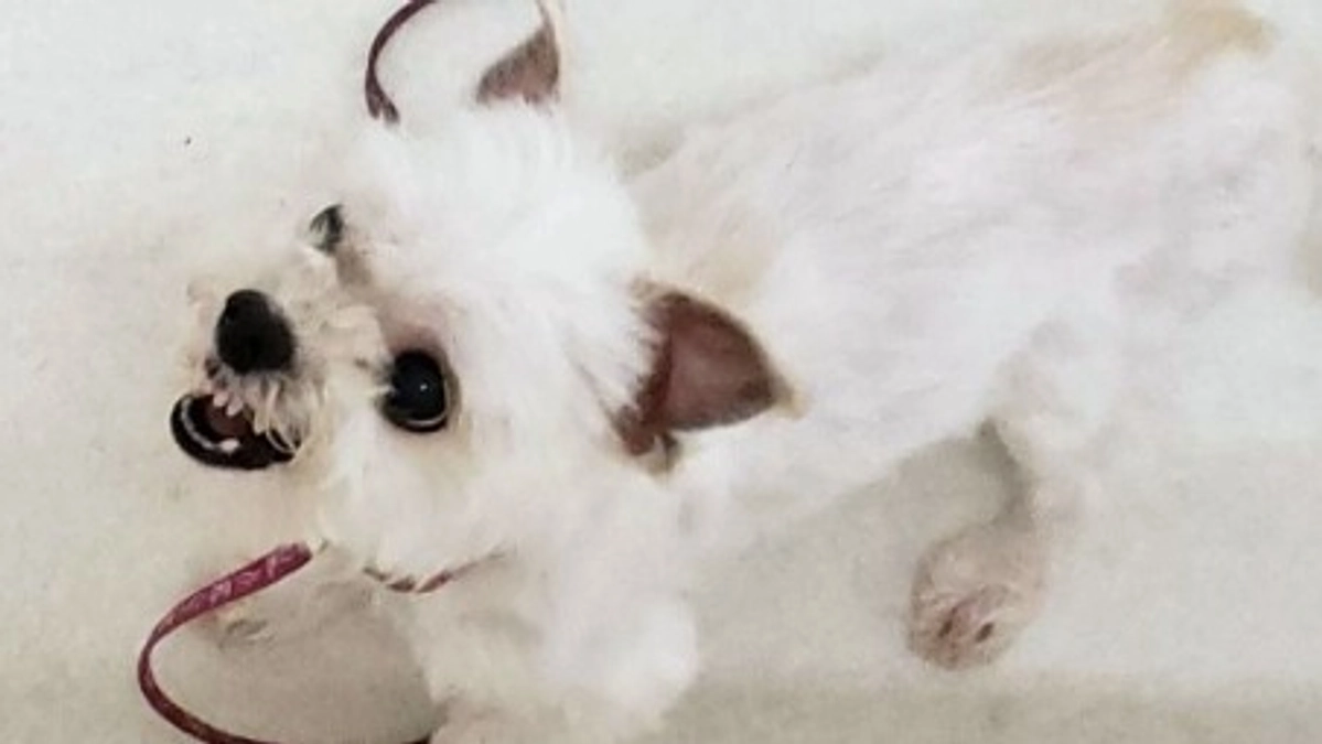 【続く別れ…】「オスワリ」がトラウマ。咬みつくクセが抜けなかったルル。それでも天寿をまっとうして…