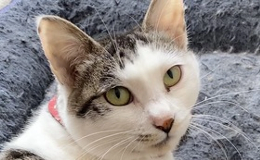 野良猫かぞく【こいびと】10,000円コース