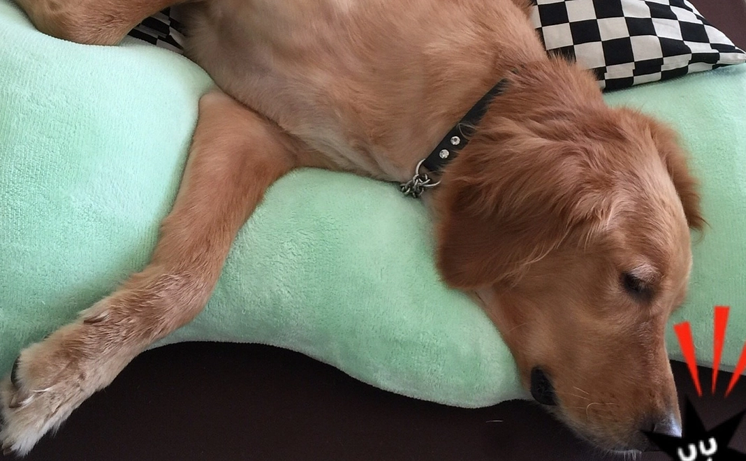 ご支援ありがとうございます。愛犬の為に大切に使わせて頂きます。