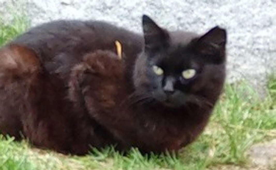 毎月応援コース 10,000円