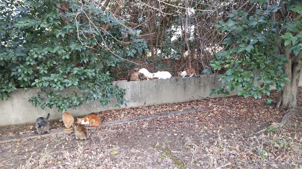 かわいそうだけでは助けられない　野良猫さんのこと⑫　虹の橋を渡ったアスクルのこと