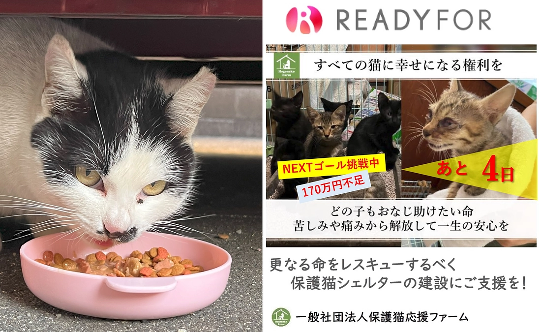 【活動報告】保護猫シェルター建設に伴うご支援のお願い（ラスト4日）