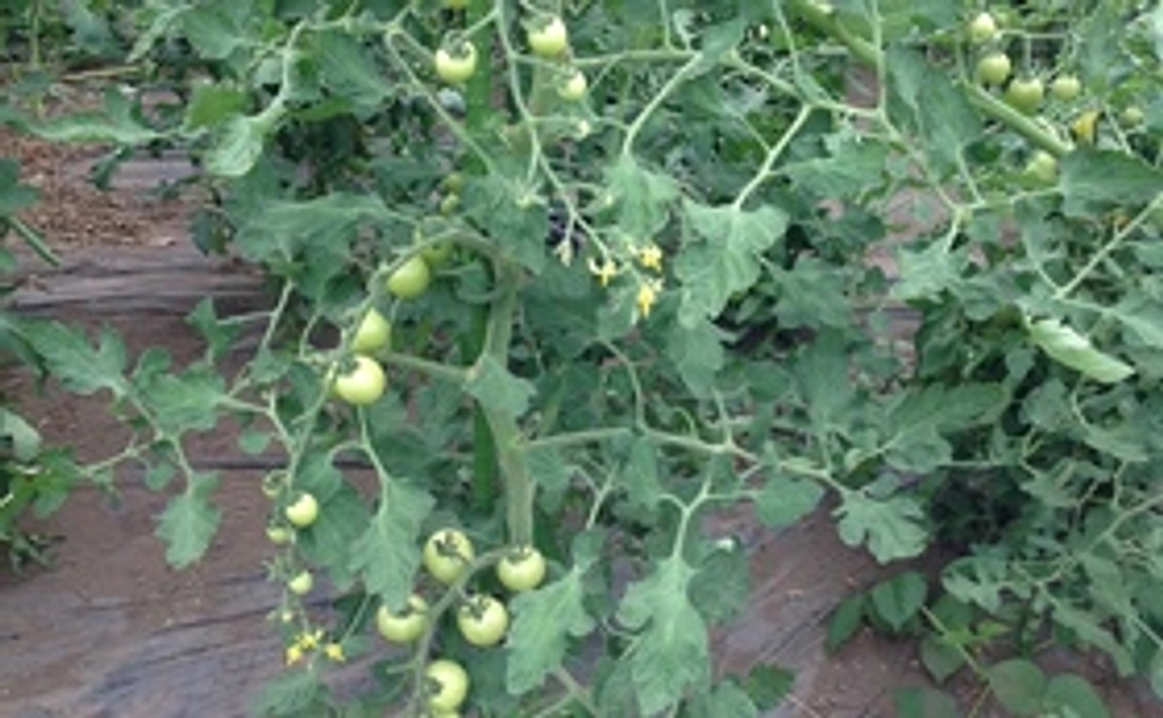 【関東以北限定】北海道産の本物の安全安心・プレミアム野菜3箱分！