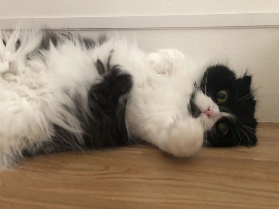 残り5日。リターンのためのイラスト描きました✨