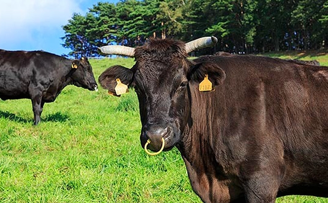 【食べて応援】（熊本県産）黒毛和牛コース