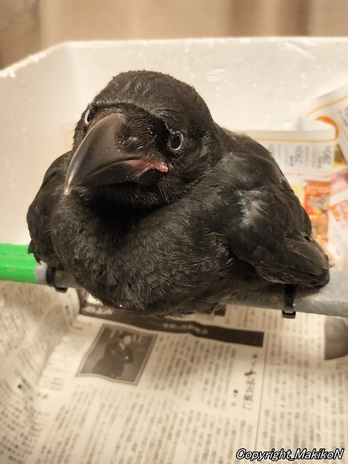 大阪でイベントなど