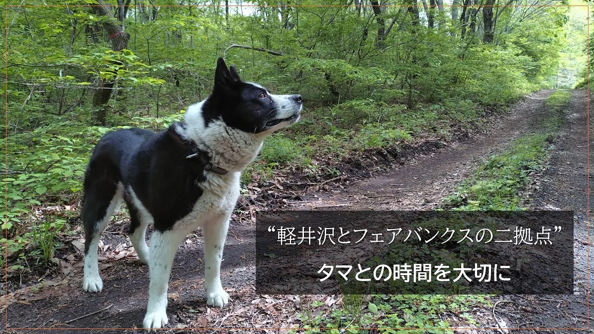 “軽井沢とフェアバンクスの二拠点”  タマとの時間を大切に