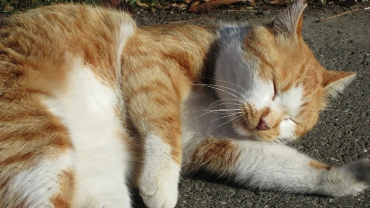 彩の猫×ねこけん｜命に優しい猫の不妊手術の病院を埼玉に作ります！