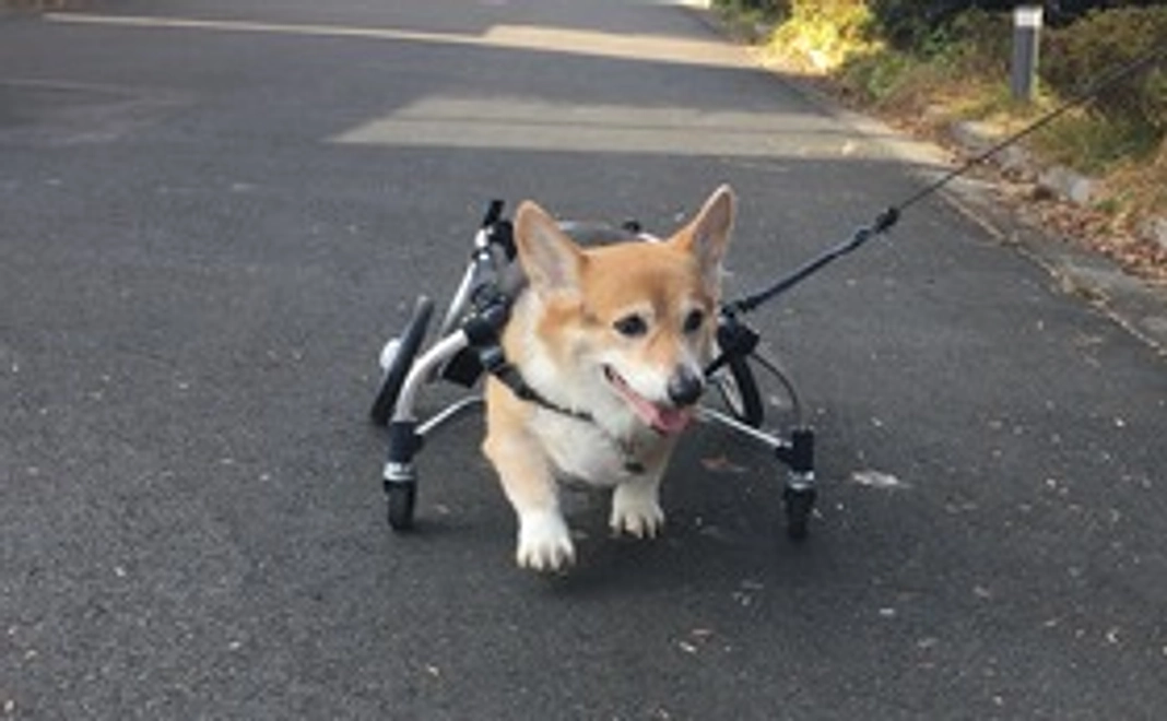 メールにてレオくんの近況報告をさせていただきます