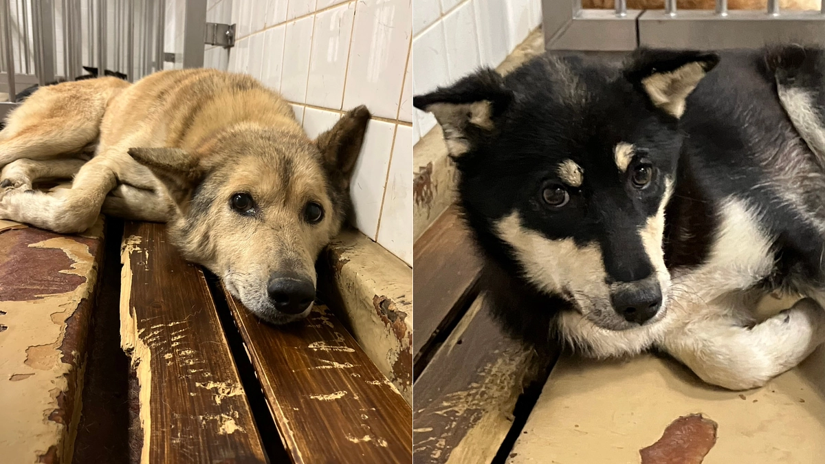 最終日の28日に期限を迎える子たち