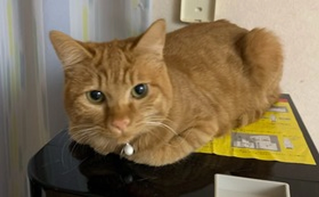 紬の写真データ