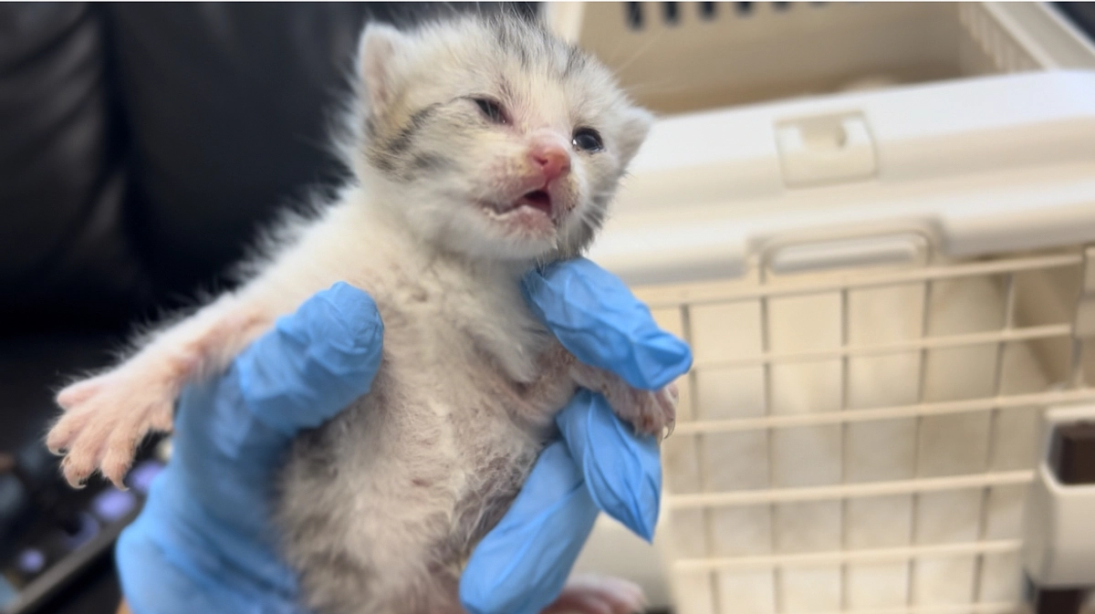 メロンパンナのパンナちゃん