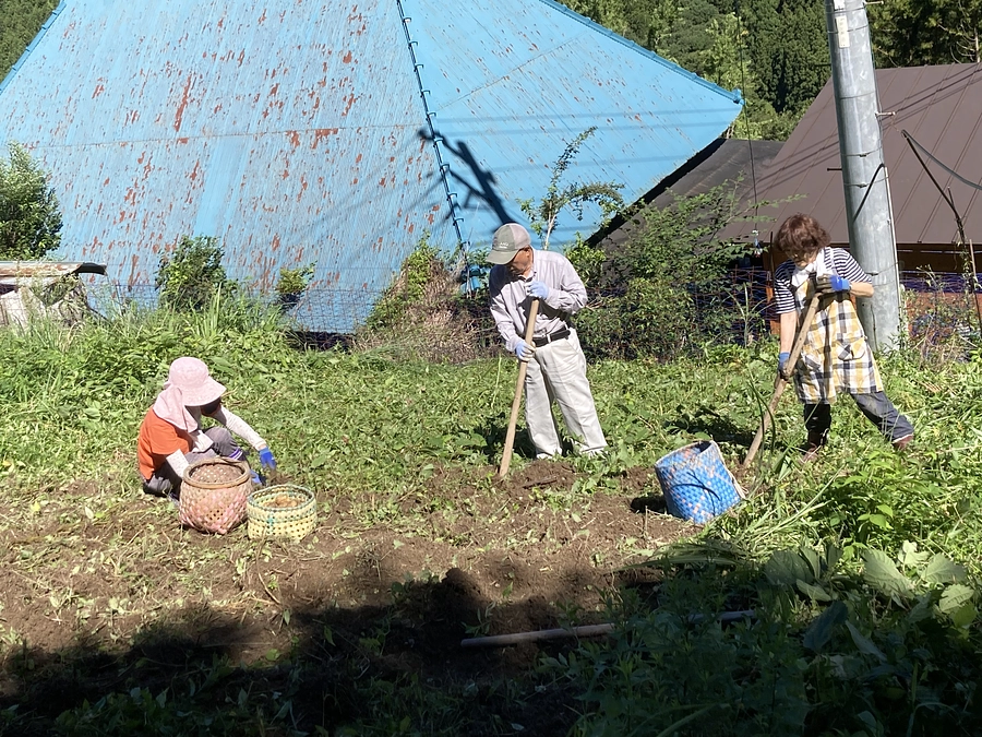 リターン用の合ごうし芋（ジャガイモ）の収穫をしました。