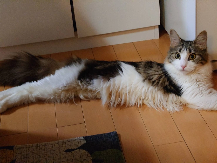 元気になりましたが、、、