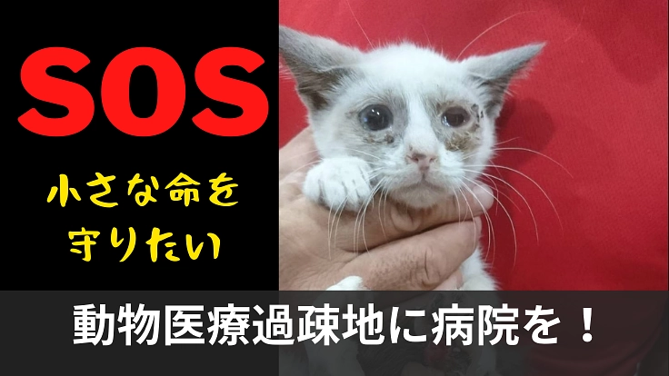 大量の野良猫犬が命を落とす動物医療過疎地に、不妊去勢専門病院を！