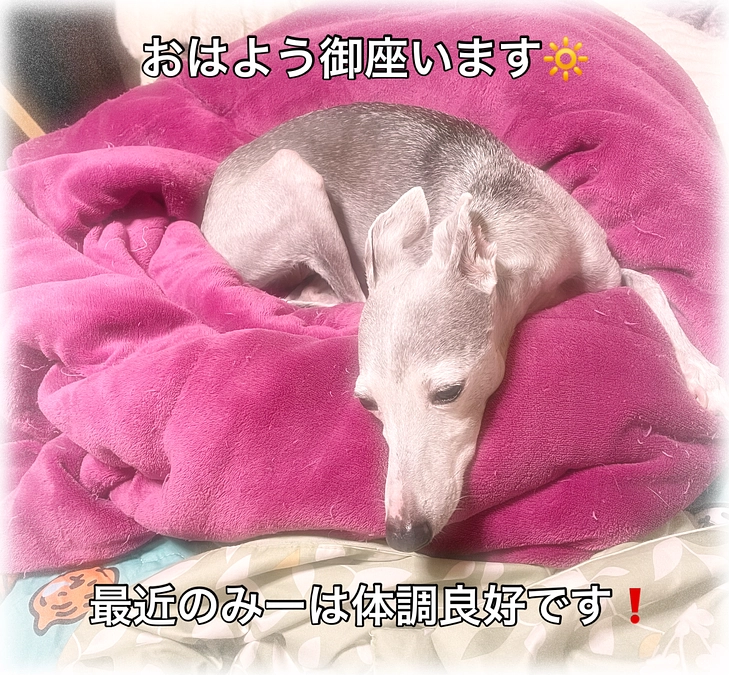 おはよう御座います☀️