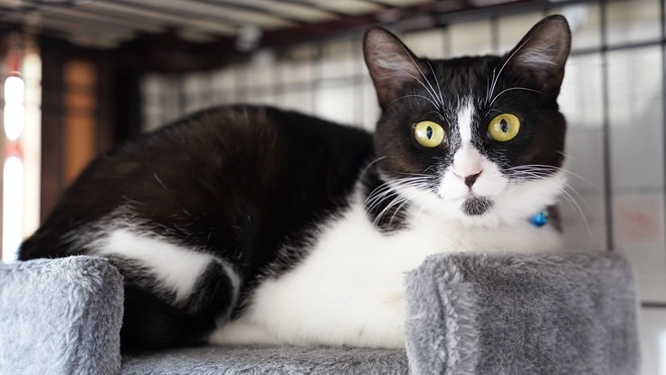 保護猫カフェmoffmoffを守りたい！