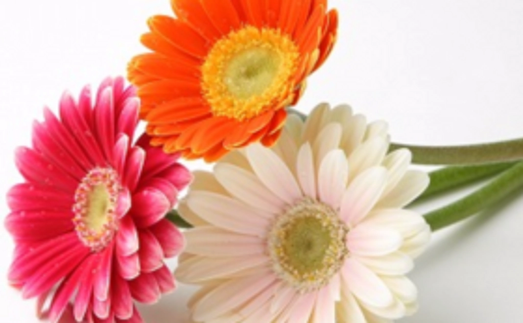 あなたの気持ちが嬉しいコース