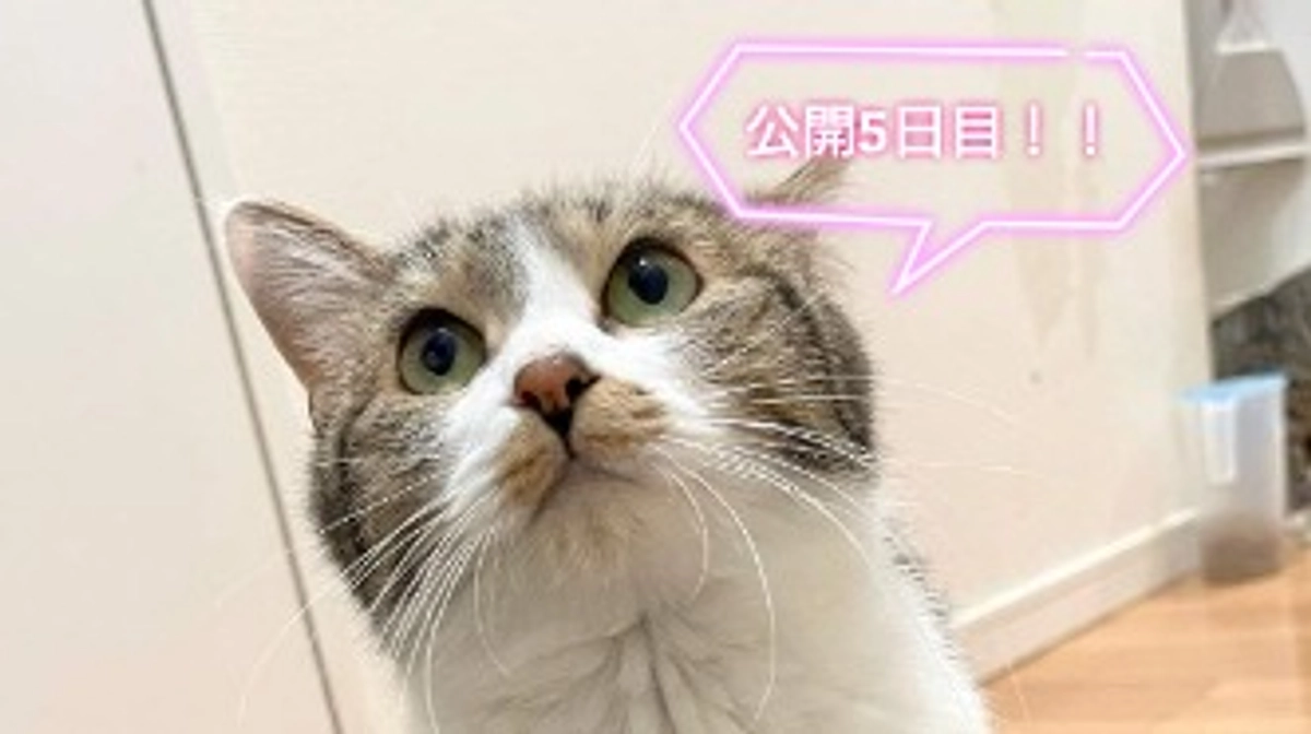 【応援よろしくお願いします！】山ねこハウスのその後