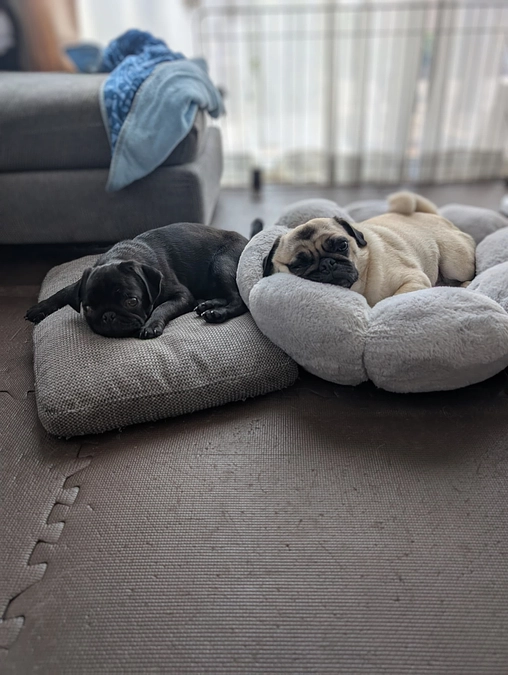 甘えん坊ゆっけ