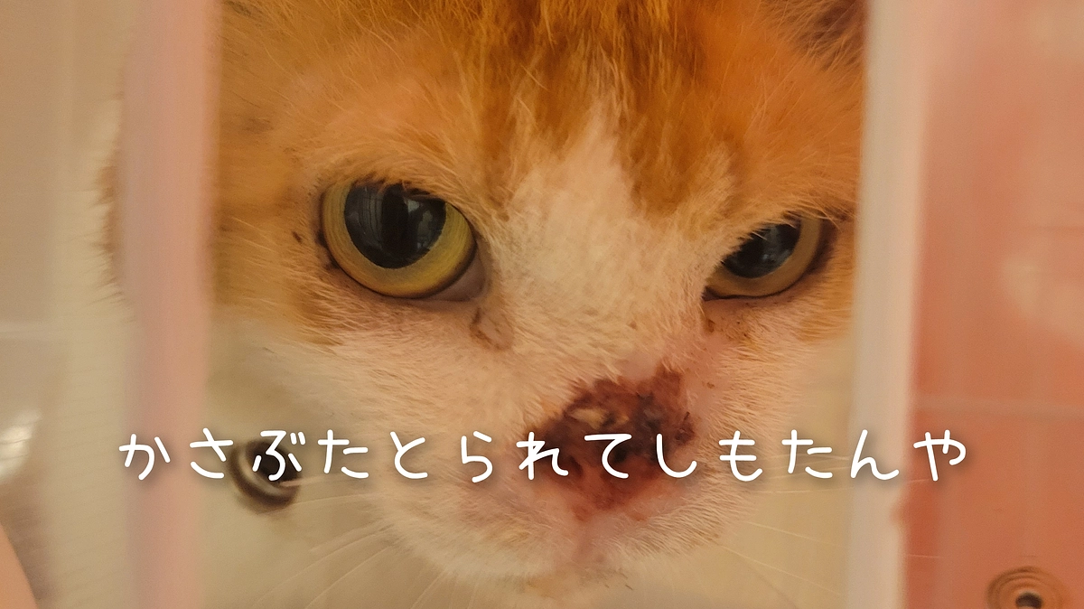 茶々丸かさぶたを取られる