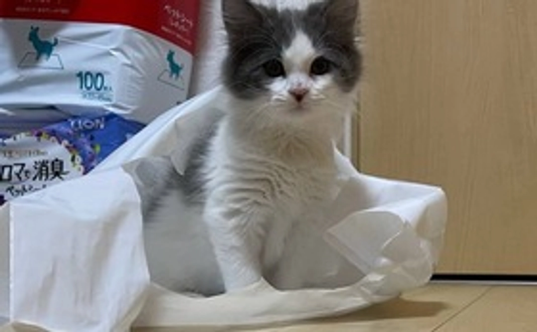 感謝のメールとCOOの画像2枚