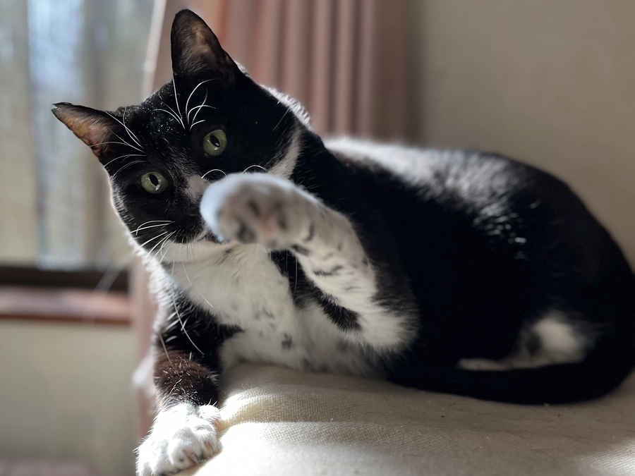 【リターンコース名の猫ちゃん紹介】愛嬌たっぷりのハッピー