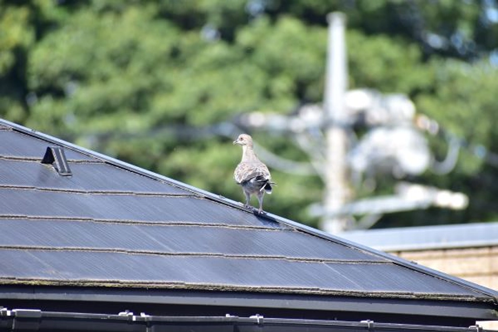 【リリース情報】キジバトのヒナ、大空へ！