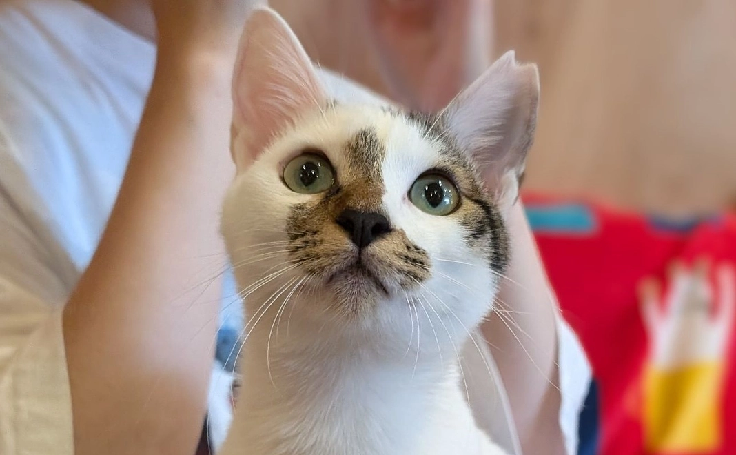 感謝のメール　1000円コース