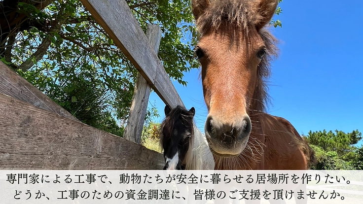 動物たちが安全に暮らせるように。沖縄の保護牧場「ちゅらん」再建へ！ 7枚目