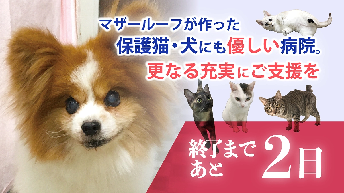 【残りあと2日！第二目標500万円に向かって！】第一目標300万円達成ありがとうございました！